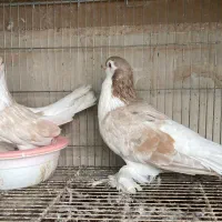 پرنده های زینتی جاکوبین لاهور|پرنده|قم, انصارالحسین|دیوار