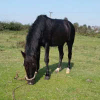 نریان سال ۸ باری سواری|اسب و تجهیزات اسبسواری|شفت, |دیوار