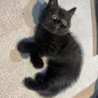 گربه بریتیش بلک جذاب|گربه|رشت, لاکانی|دیوار