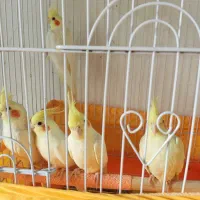 فروش تعدادی عروس هلندی لوتینو چشم شرابی|پرنده|سمنان, |دیوار