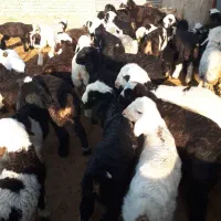 فروش گوسفند