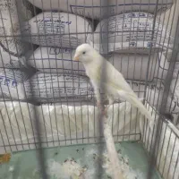 قناری نر بخون بلند|پرنده|اسلام‌شهر, مظفریه|دیوار