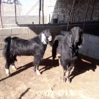 دوتا پازن درجه یک|حیوانات مزرعه|باشت, |دیوار