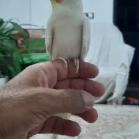 جفت عروس هلندی|پرنده|چغادک, |دیوار