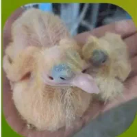 سرلاک جوجه کبوتر