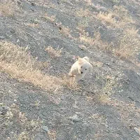 سگ پاکوتاه