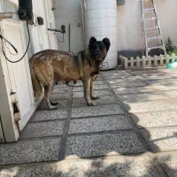 سگ سراب ماده
