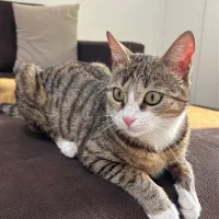 واگذاری گربه dhs