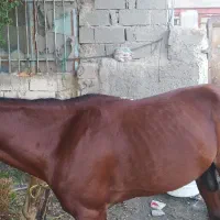 اسب سرو حال