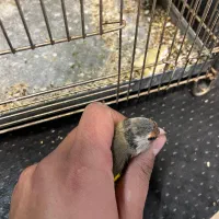 سهره دورگ فوق العاده|پرنده|تهران, دکتر هوشیار|دیوار