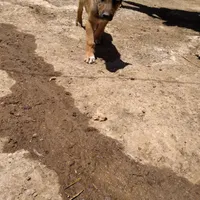 توله سرابی نرو ماده