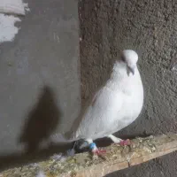 کفتر کبوتر