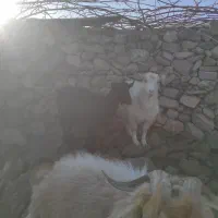 بز .کره .دم قسط چکی|حیوانات مزرعه|کرمان, |دیوار