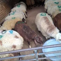 گوسفند فروشی نعمت آباد وحومه