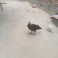بوقلمون کرچ با یک جوجه