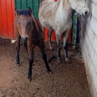 مادیان چابک سالم بافنوتیپ عالی باکره نریان سرحال|اسب و تجهیزات اسبسواری|باسمنج, |دیوار