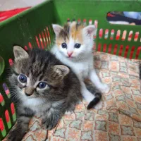 بچه گربه|گربه|یزد, |دیوار