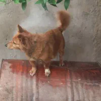 واگذاری سگ پاکوتاه.گوش تیز