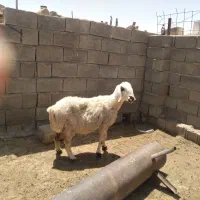 میش