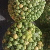 لیموترش جهرم درجه یک