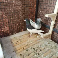 دوعدد کفتر ماده خوب قیمت مفت یال سیاه یقه بسه