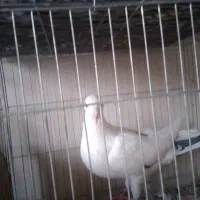 کبوتر،کفترپلاکی،گم شده