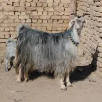 بزتزکی روزگاری میش بره