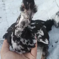 تخم مرغ گلین|حیوانات مزرعه|سرپل ذهاب, |دیوار