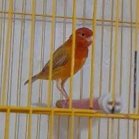 قناری شتری سرخ نر