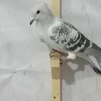 کبوتر|پرنده|مشهد, منزل آباد|دیوار