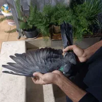 کبوتر|پرنده|کیلان, |دیوار