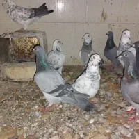 دسته پلاکی و اصفهانی|پرنده|یزد, |دیوار