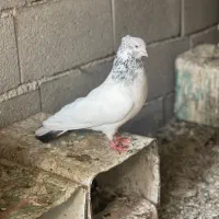 یک جفت کبوتر کله دم آس با جوجه
