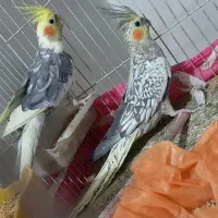 فروش یک جفت عروس هلندی نر و ماده