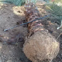 خرید فروش انواع نخل