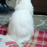 سلام دوستان این گربه خونگی واکسن زده آماده به فروش|گربه|زاهدان, |دیوار