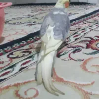 عروس پاریس نر
