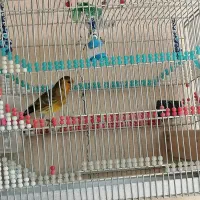 سهره قناری دهن سهره سرخ