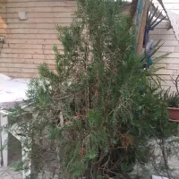درخت کاج باگلدان|گل و گیاه طبیعی|کرج, گوهردشت|دیوار