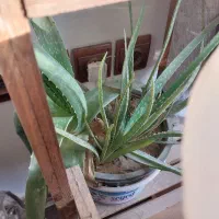 فروش گل و گیاه|گل و گیاه طبیعی|فلاورجان, |دیوار