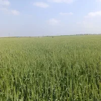 اجاره زمین کشاورزی آبی