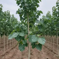 نهال صنوبر برای باغات و فضای سبز