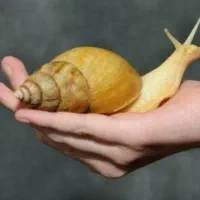 حلزون