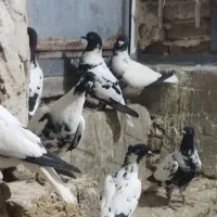 افغونی کاکلی
