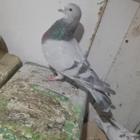 کفتر|پرنده|یزد, |دیوار