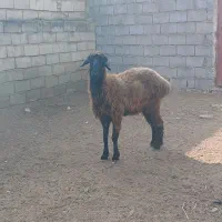 گوسفند اصل ترکمن