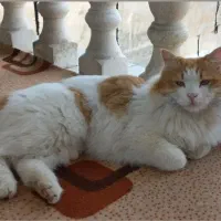 گربه نر عقیم شده و گم شده