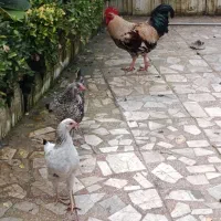 فروش دو عدد خروس جوان و چاق