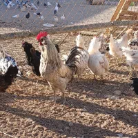 مرغ و خروس گلین عشایری|حیوانات مزرعه|زید آباد, |دیوار