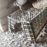 کفتر فروشی نرماده سبز با ماده زاغ نوک سفید پرشی|پرنده|صابری, |دیوار